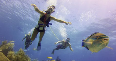 Expérience de plongée sous-marine sur l’île de Palm